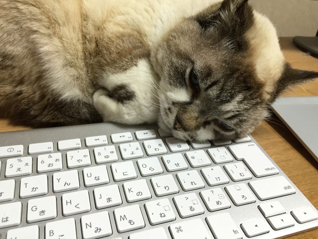 ネコとキーボード