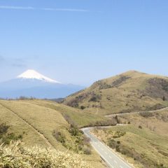 【登山レポ】土肥駐車場から達磨山の山頂まで。クマザサと芝の上を歩く爽快感！