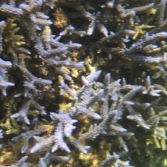 石垣島NO1のサンゴであふれるシュノーケリングスポット米原海岸の情報を紹介