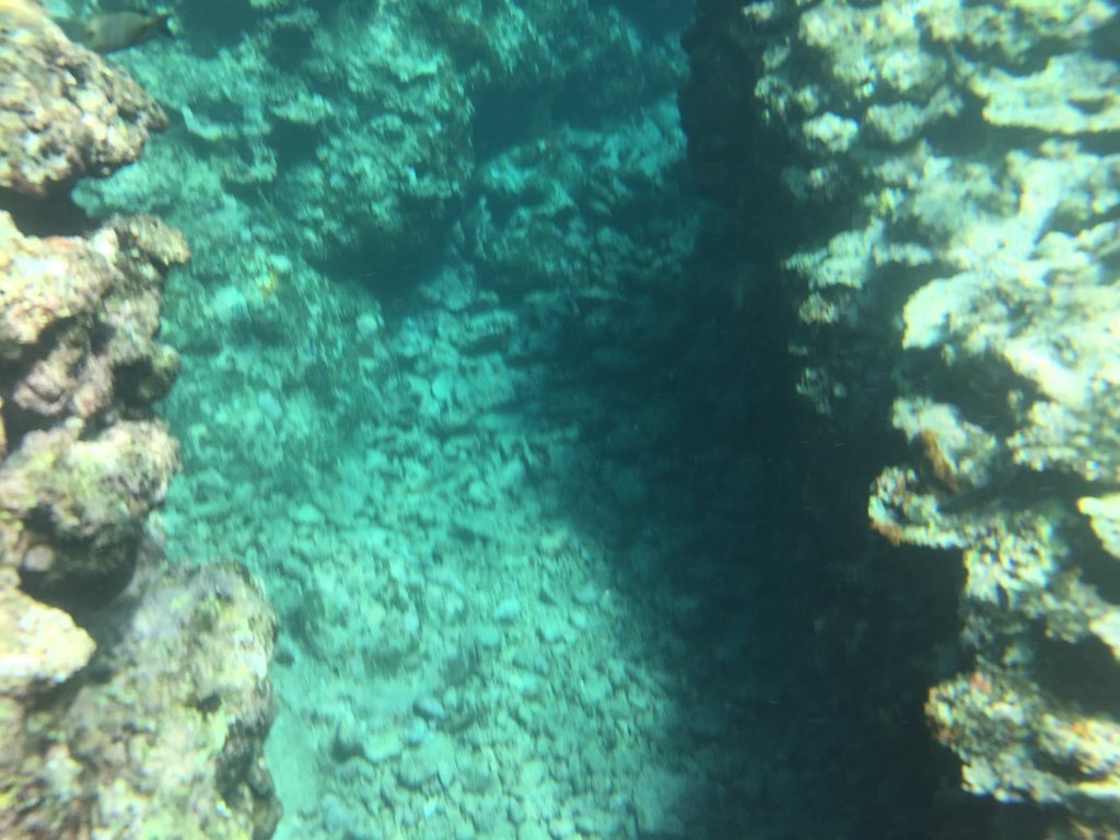 サンゴの溝